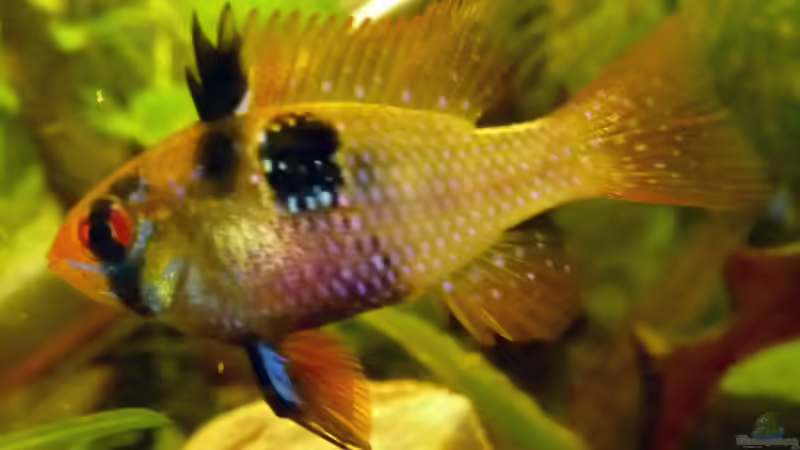 Besatz im Aquarium Südamerikabecken von _ME_ (11)