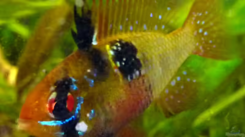 Besatz im Aquarium Südamerikabecken von _ME_ (13)