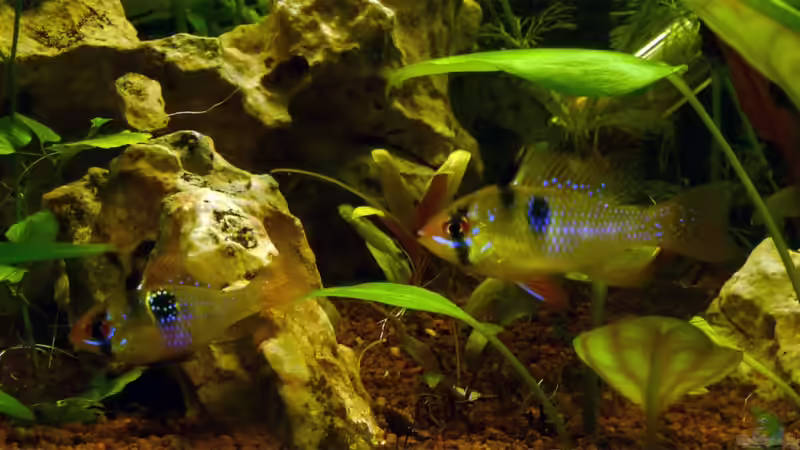 Besatz im Aquarium Südamerikabecken von _ME_ (14)