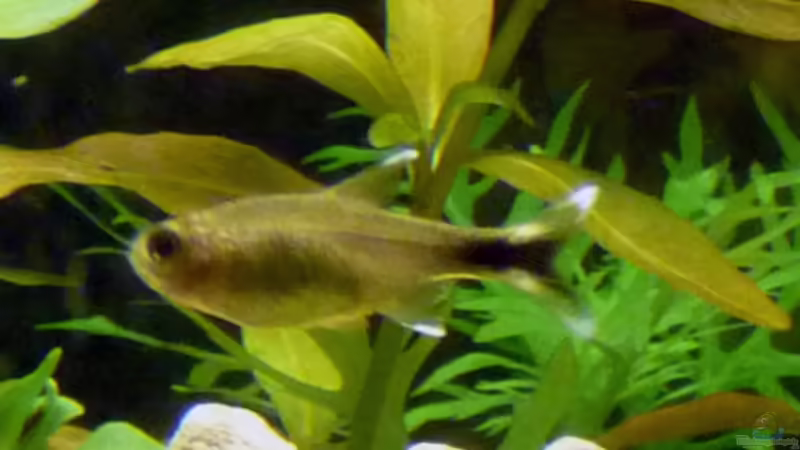 Besatz im Aquarium Südamerikabecken von _ME_ (18)