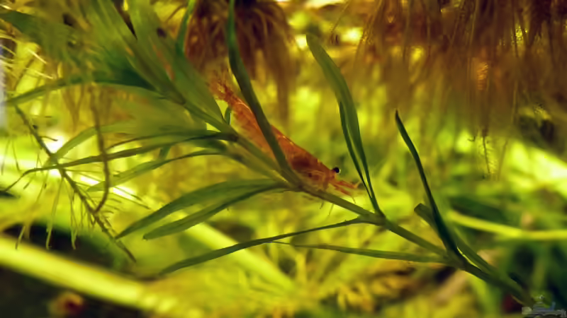 Besatz im Aquarium Südamerikabecken von _ME_ (19)