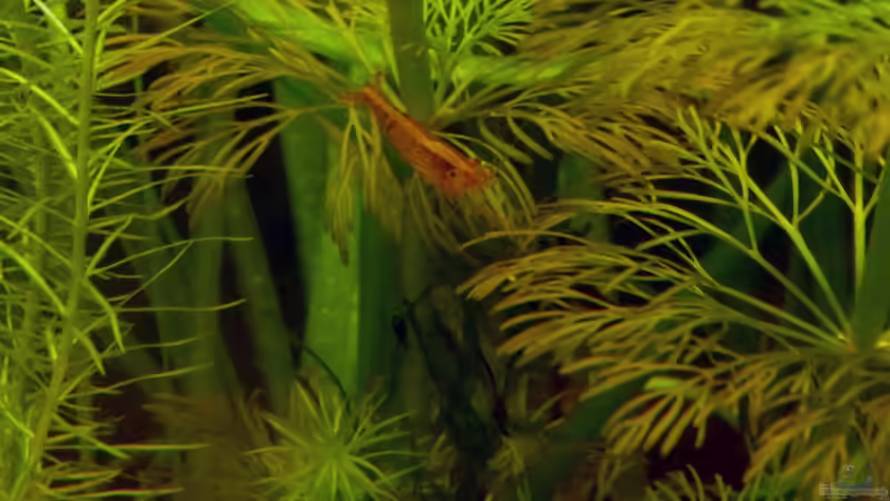 Besatz im Aquarium Südamerikabecken von _ME_ (20)