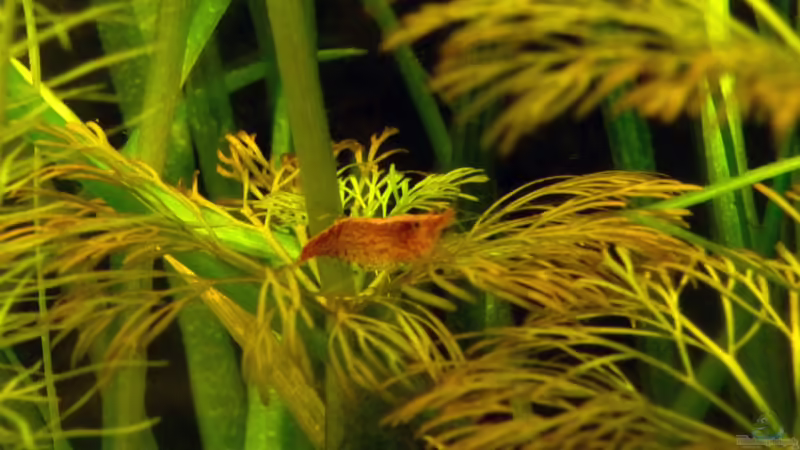 Besatz im Aquarium Südamerikabecken von _ME_ (21)