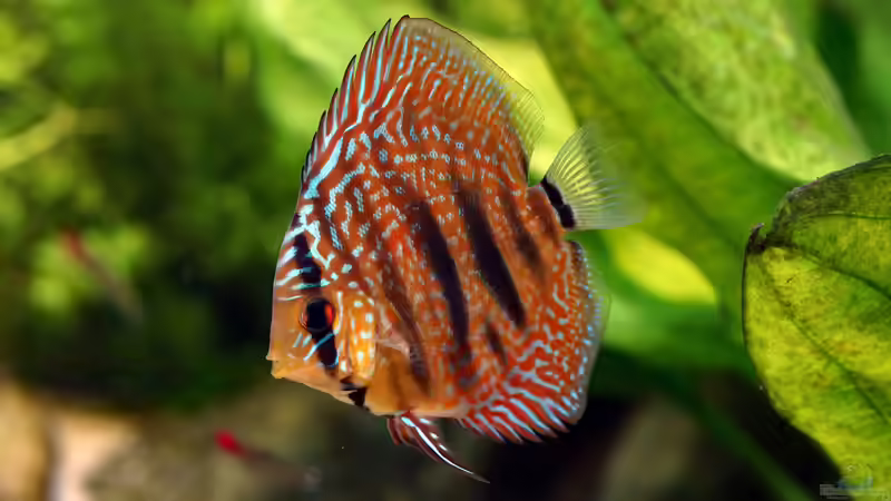 Besatz im Aquarium Südamerikabecken von Bartleby (10)