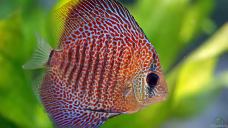 Besatz im Aquarium Südamerikabecken von Bartleby (11)