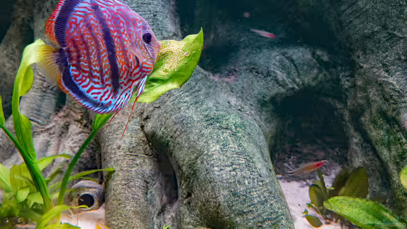 Besatz im Aquarium Südamerikabecken von Bartleby (6)