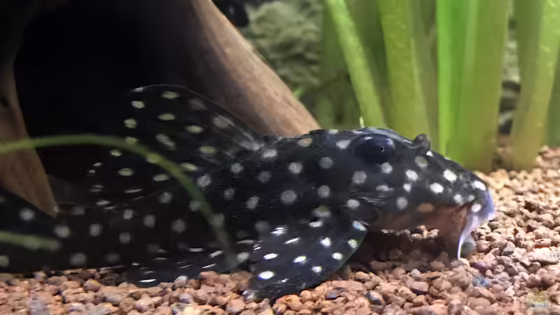 Besatz im Aquarium Südamerikabecken von Bartleby (7)