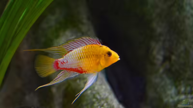 Besatz im Aquarium Südamerikabecken von Bartleby (8)