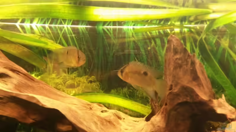 Besatz im Aquarium Südamerikabecken von ~Danny~ (25)