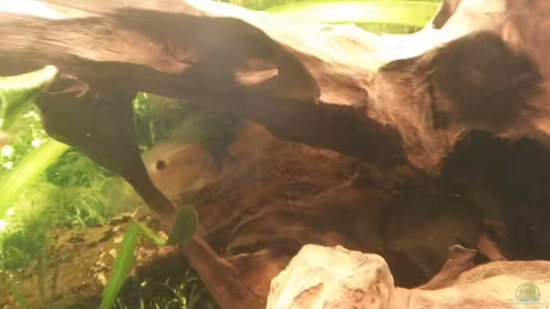 Besatz im Aquarium Südamerikabecken von ~Danny~ (26)