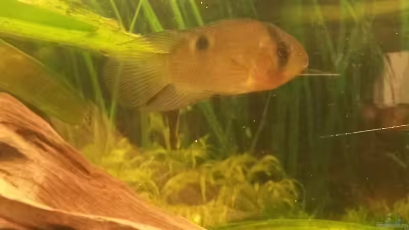 Besatz im Aquarium Südamerikabecken von ~Danny~ (27)