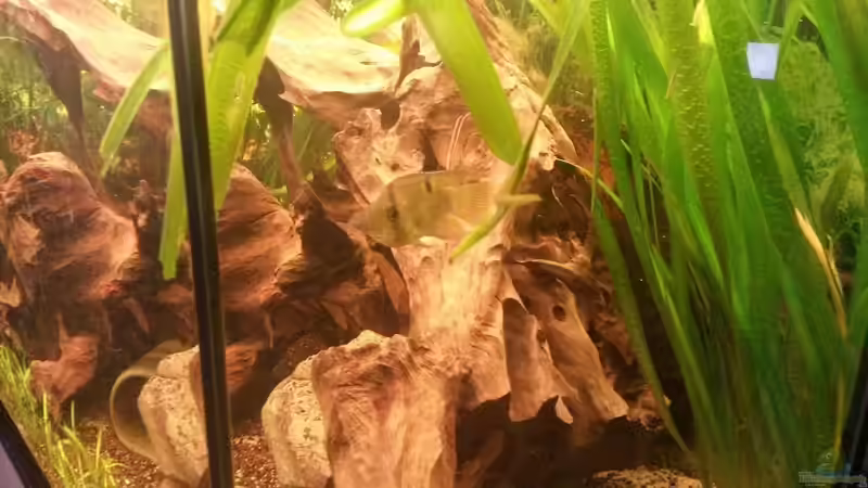 Besatz im Aquarium Südamerikabecken von ~Danny~ (28)