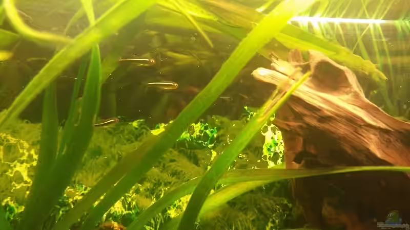 Besatz im Aquarium Südamerikabecken von ~Danny~ (31)