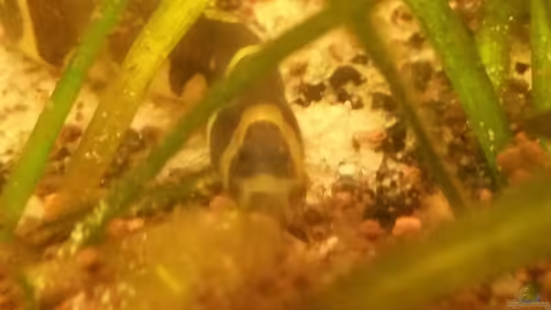 Besatz im Aquarium Südamerikabecken von ~Danny~ (34)