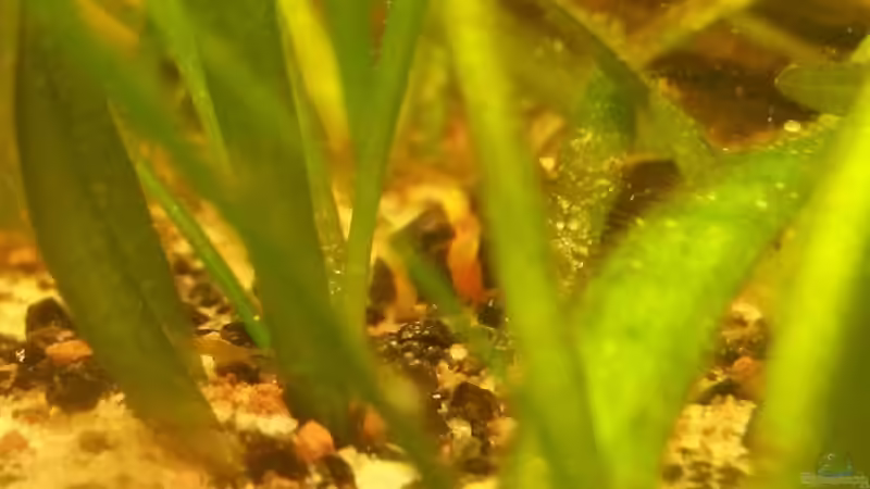 Besatz im Aquarium Südamerikabecken von ~Danny~ (36)