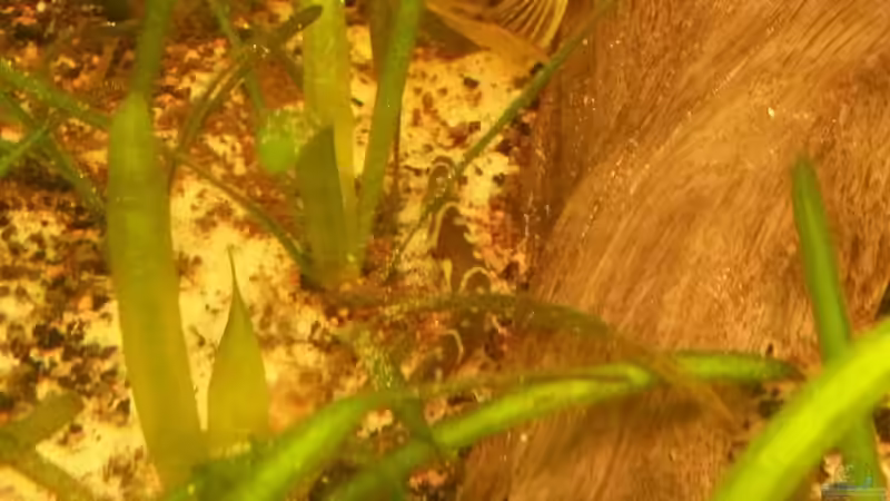 Besatz im Aquarium Südamerikabecken von ~Danny~ (37)