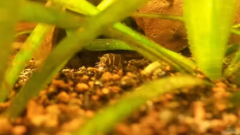 Besatz im Aquarium Südamerikabecken von ~Danny~ (38)