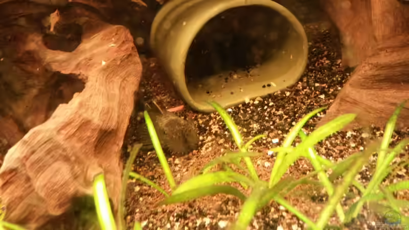 Besatz im Aquarium Südamerikabecken von ~Danny~ (40)