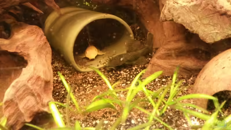 Besatz im Aquarium Südamerikabecken von ~Danny~ (41)