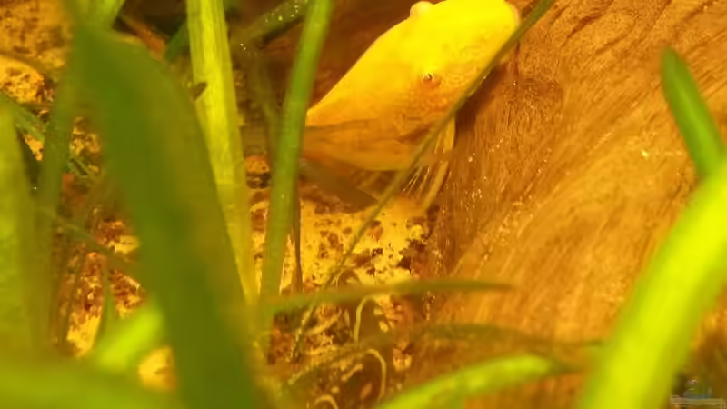 Besatz im Aquarium Südamerikabecken von ~Danny~ (42)