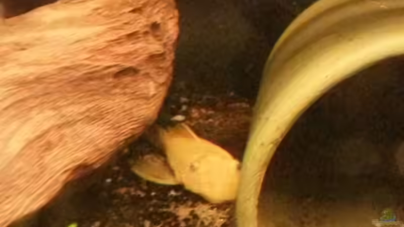 Besatz im Aquarium Südamerikabecken von ~Danny~ (44)