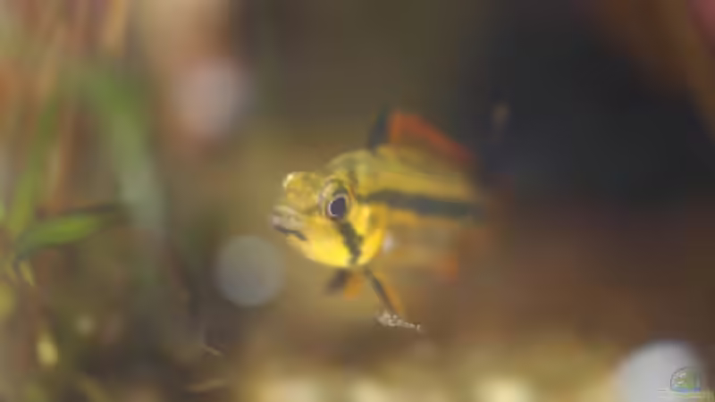 Besatz im Aquarium Südamerikabecken von Mad_Marder (7)