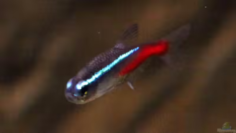 Besatz im Aquarium Südamerikabecken von Maria Glas (13)