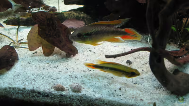 Besatz im Aquarium Südamerikabecken von Robbi (12)