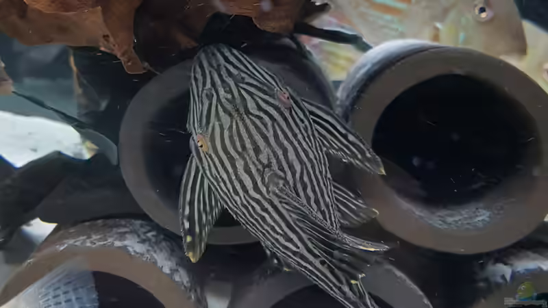 Besatz im Aquarium Südamerikabecken von Steffen Hübbers (11)