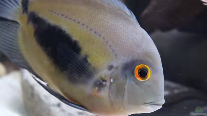 Besatz im Aquarium Südamerikabecken von Steffen Hübbers (3)