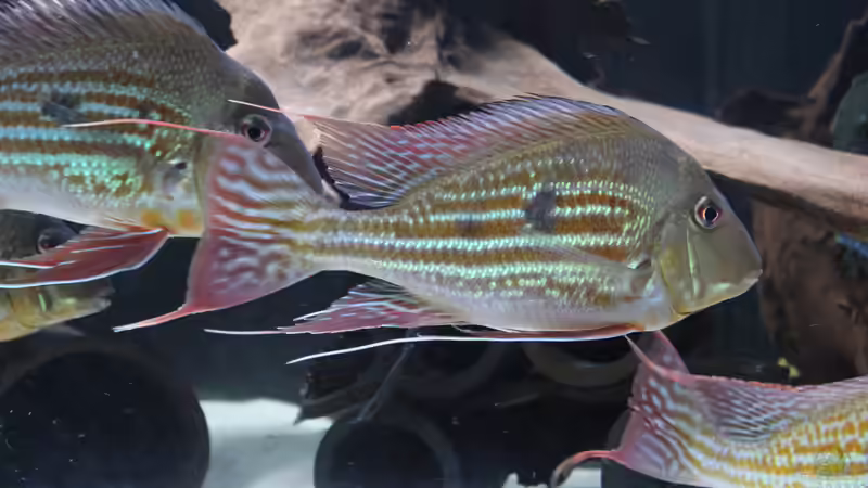 Besatz im Aquarium Südamerikabecken von Steffen Hübbers (5)