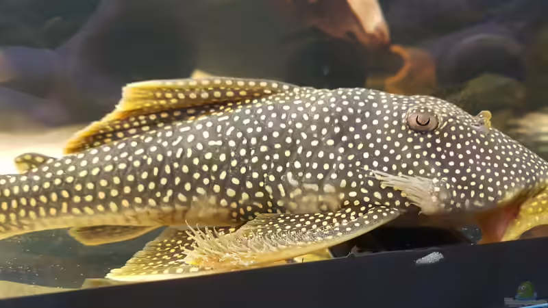 Besatz im Aquarium Südamerikabecken von Steffen Hübbers (6)