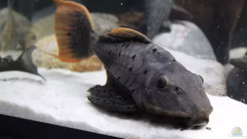 Besatz im Aquarium Südamerikabecken von Steffen Hübbers (7)