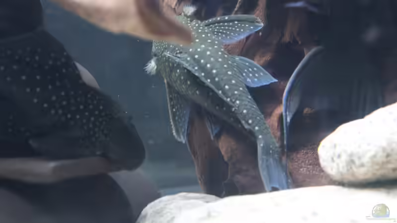 Besatz im Aquarium Südamerikabecken von Steffen Hübbers (9)