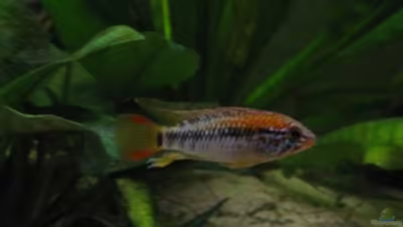 Besatz im Aquarium Südamerika(existiert so nicht mehr) von Stephan Radtke (17)