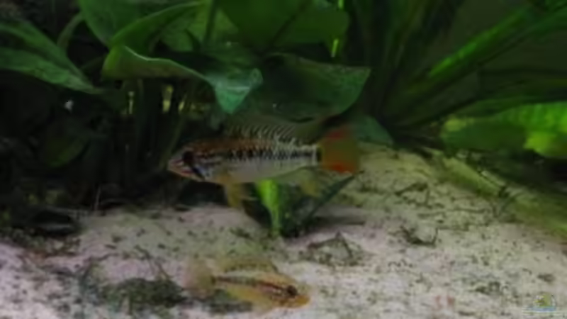 Besatz im Aquarium Südamerika(existiert so nicht mehr) von Stephan Radtke (18)