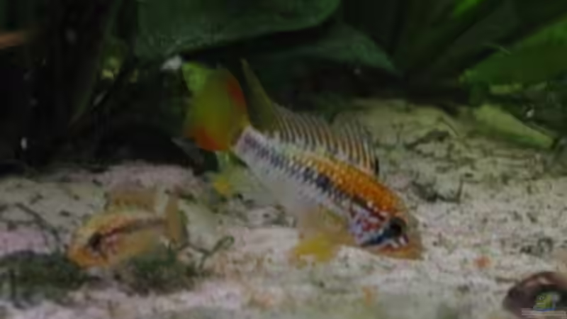 Besatz im Aquarium Südamerika(existiert so nicht mehr) von Stephan Radtke (19)