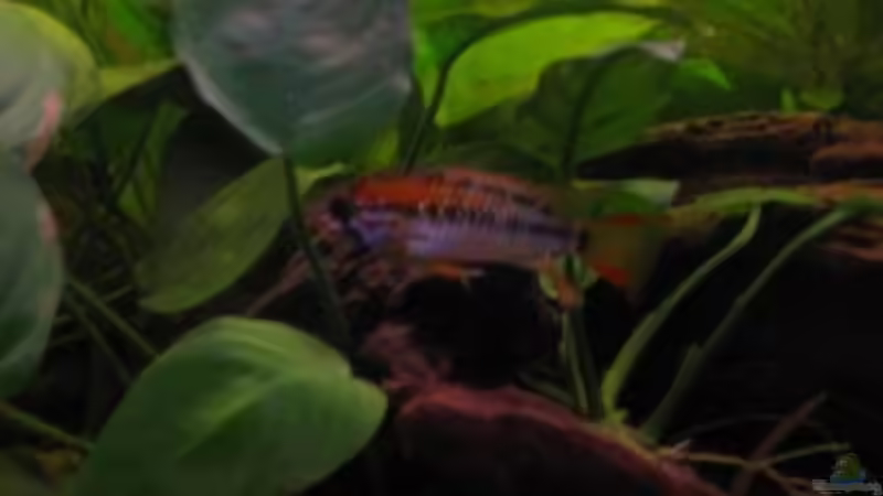 Besatz im Aquarium Südamerika(existiert so nicht mehr) von Stephan Radtke (21)