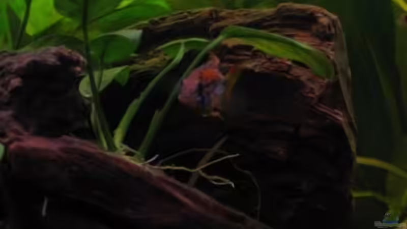 Besatz im Aquarium Südamerika(existiert so nicht mehr) von Stephan Radtke (22)