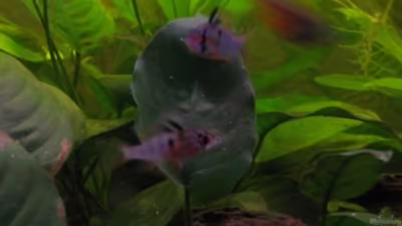 Besatz im Aquarium Südamerika(existiert so nicht mehr) von Stephan Radtke (24)