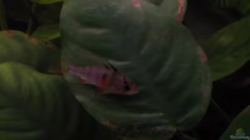 Besatz im Aquarium Südamerika(existiert so nicht mehr) von Stephan Radtke (25)