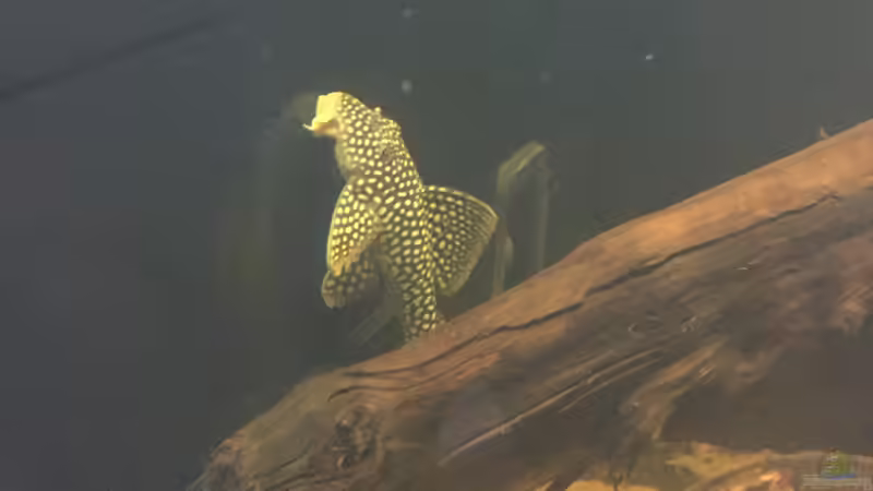 Besatz im Aquarium Südamerikagesellschaft von JanH (16)