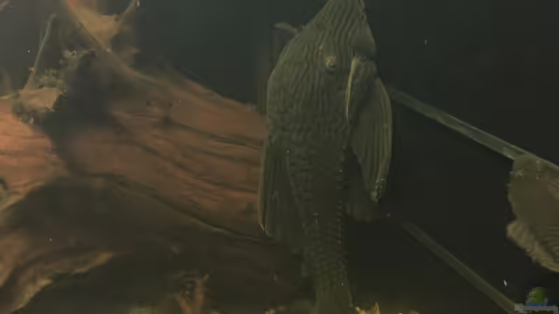 Besatz im Aquarium Südamerikagesellschaft von JanH (17)