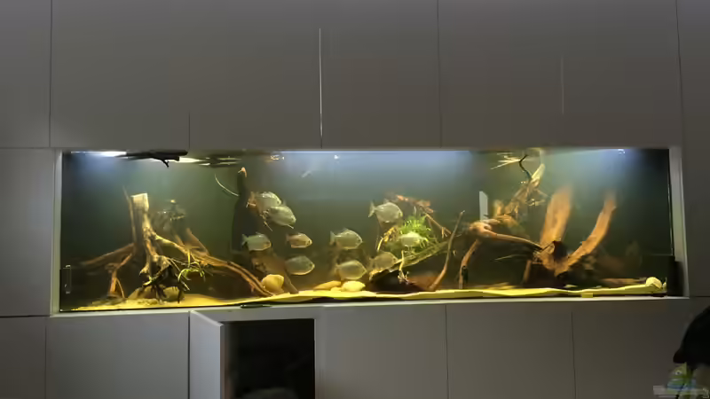 Besatz im Aquarium Südamerikagesellschaft von JanH (18)