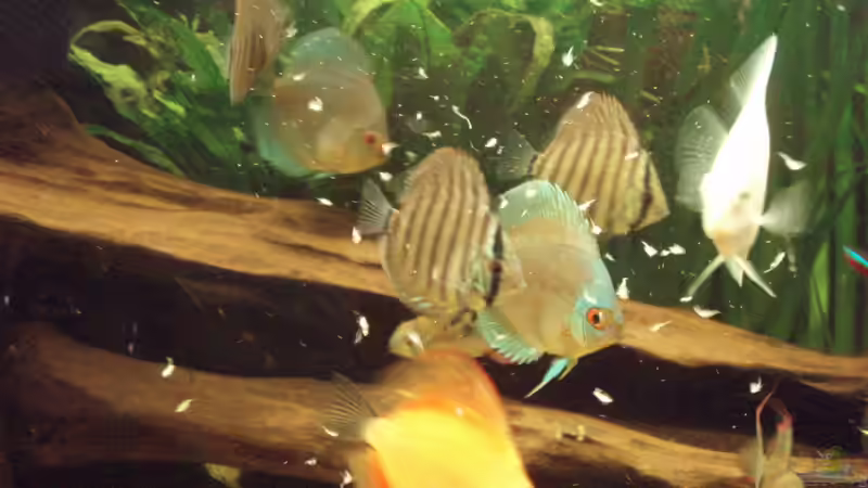 Besatz im Aquarium Südamerikanische Unterwasserwelten von welspapa (31)