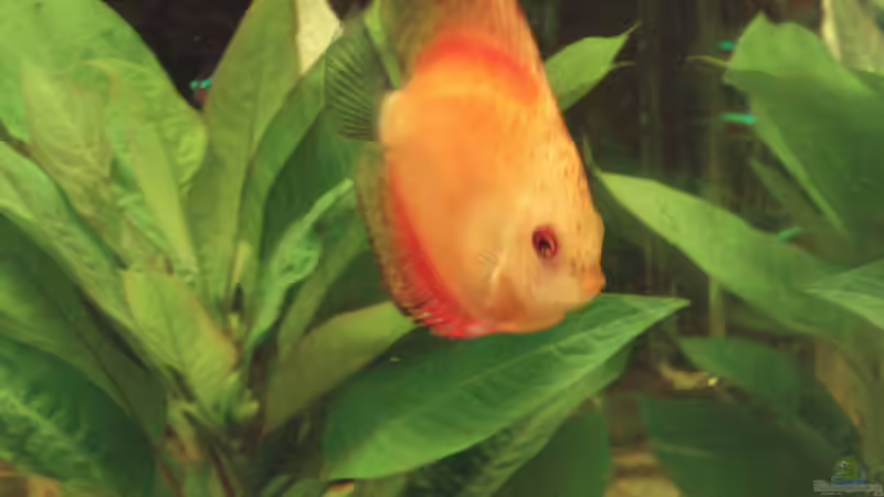 Besatz im Aquarium Südamerikanische Unterwasserwelten von welspapa (32)