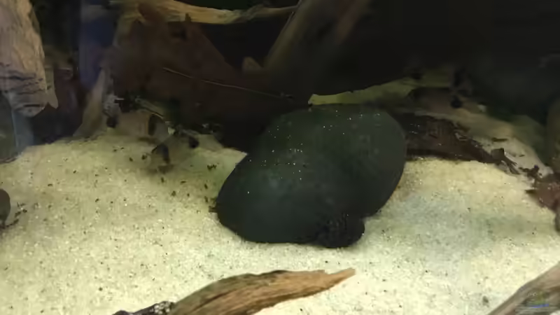 Besatz im Aquarium Südamerikapfütze 3.0 von Jemafa (11)