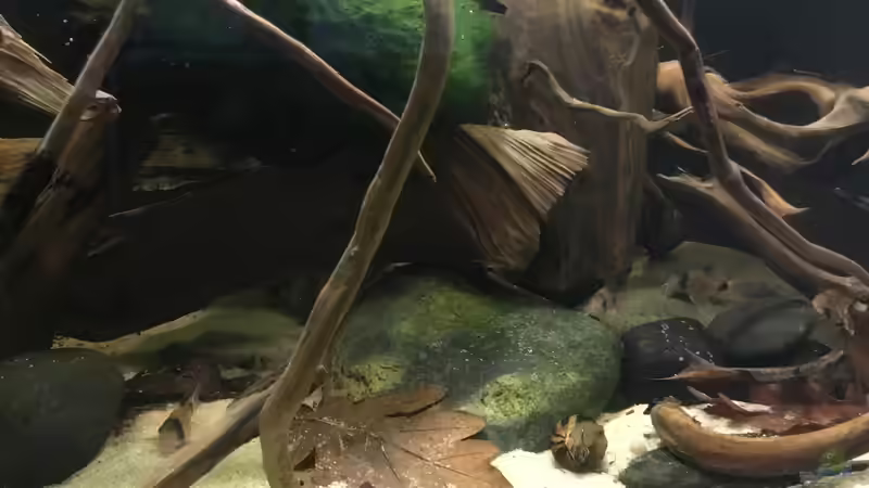 Besatz im Aquarium Südamerikapfütze 3.0 von Jemafa (12)