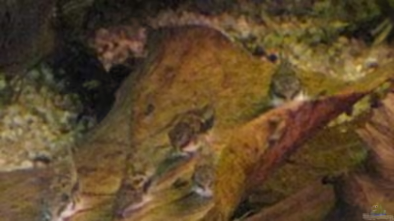Besatz im Aquarium Südamerikapfütze (existiert nicht mehr) von Jemafa (43)