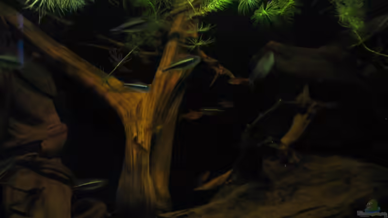 Besatz im Aquarium Südamerikapfütze II von Jemafa (43)